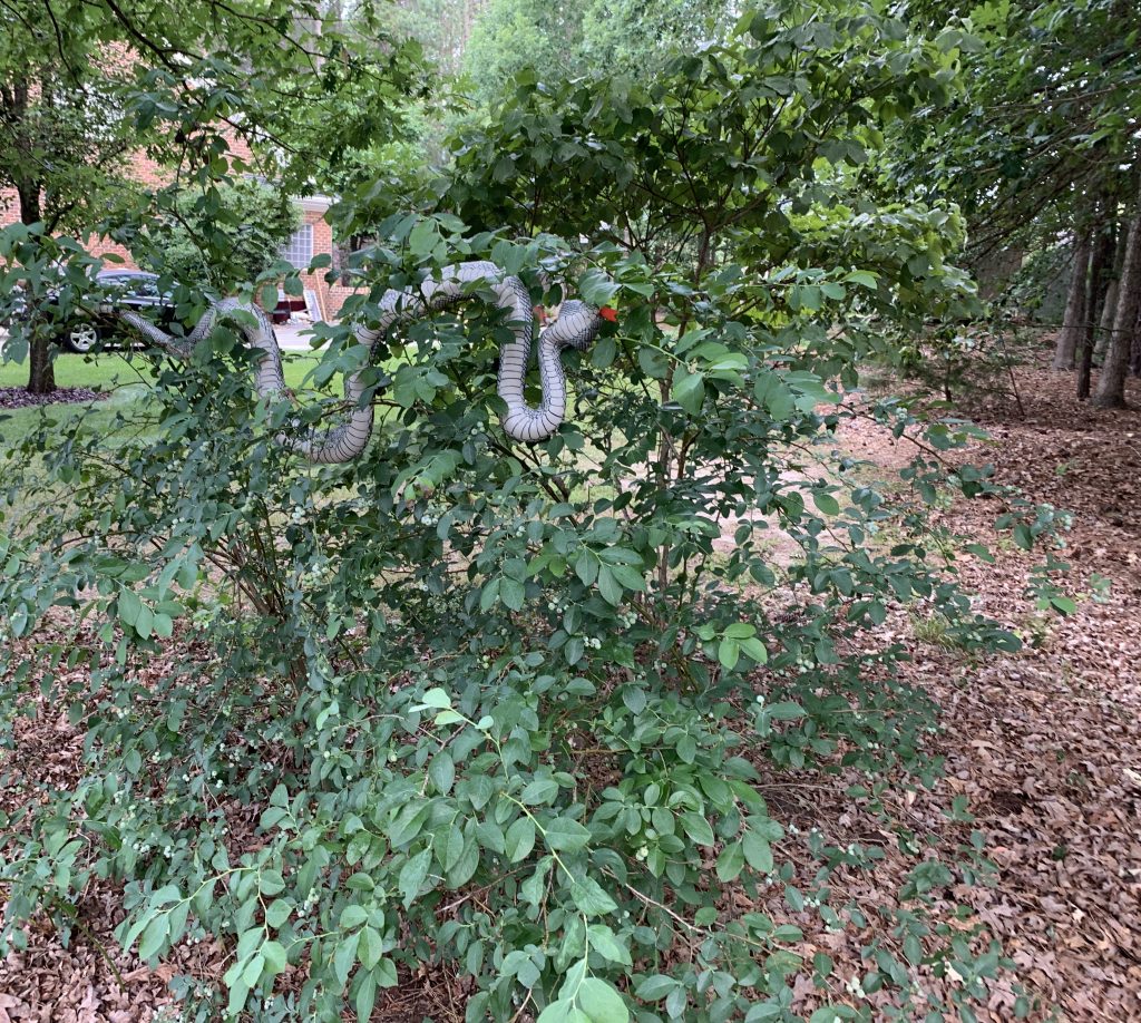 blow up snake in a tree
