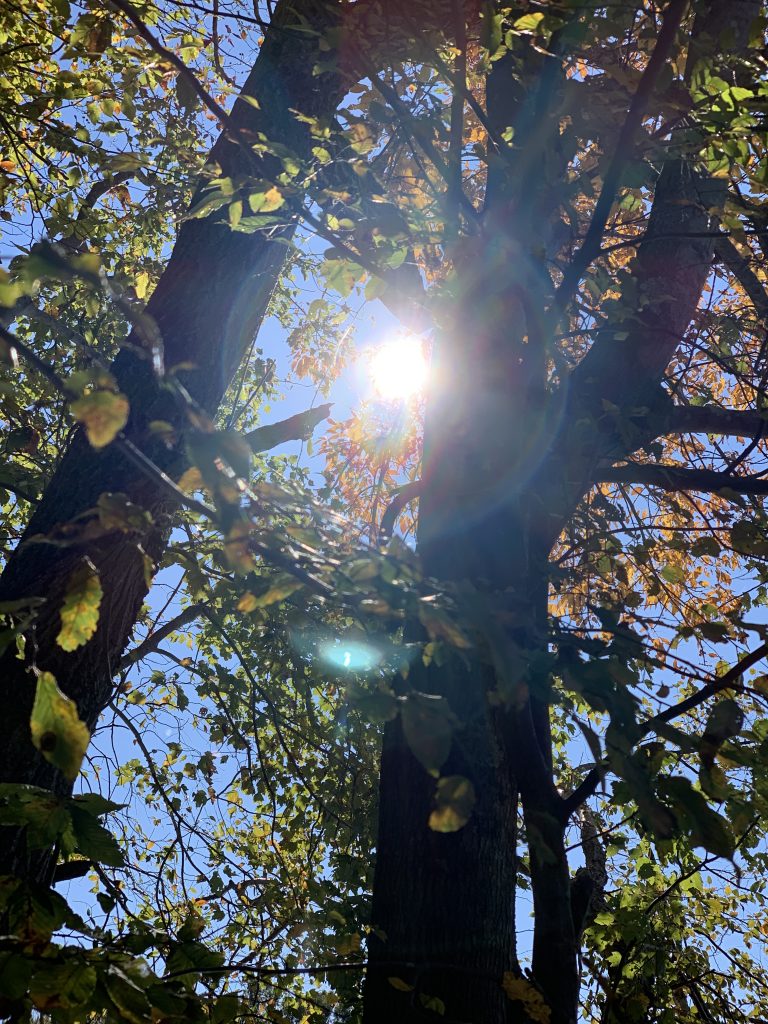 Sunshine through fall trees